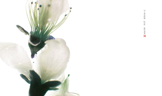 petals | cher | Quadri / Murales | N.O.W. Edizioni