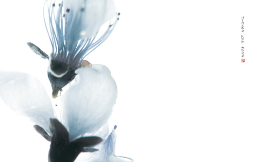 petals | cher | Wandbilder / Kunst | N.O.W. Edizioni