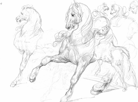 Horse Studies | Carta parati / tappezzeria | GMM