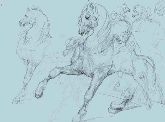 Horse Studies | Wall coverings / wallpapers | GMM