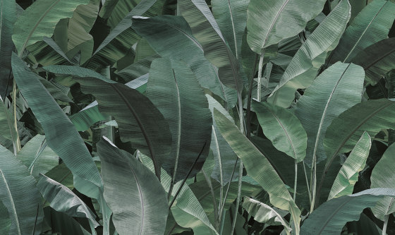 jungle | thai banano | Arte | N.O.W. Edizioni