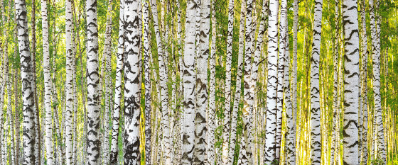 Ap Digital 4 | Wallpaper DD109165 Birch Forest | Wall coverings / wallpapers | Architects Paper