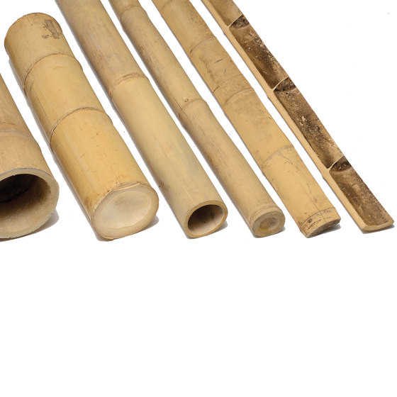 Poles | Bamboo Duan | Bambus | Caneplexus