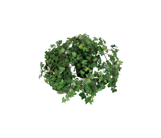 Artificial Plants | Ivy | Piante artificiali | Götessons