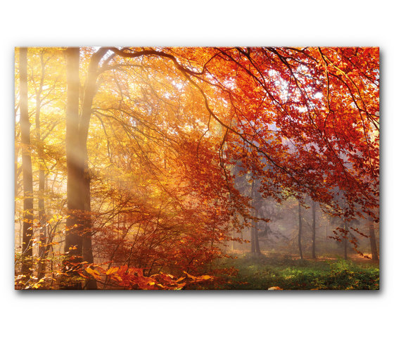 Schallabsorber Akustikbild Herbstwald 3 | Schalldämpfende Objekte | Akustikbild-Manufaktur