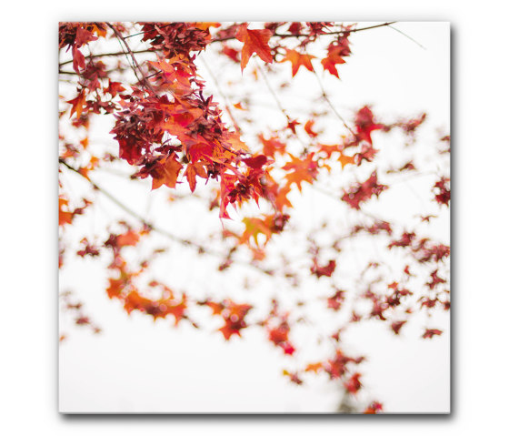 Sound Absorbing Acoustic Frame Motif Red Leaves on White | Objets acoustiques | Akustikbild-Manufaktur