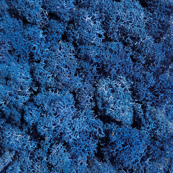 Islandmoos blau | Murs végétaux | StoneslikeStones