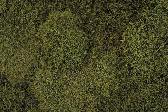 Flachmoos dunkelgrün | Murs végétaux | StoneslikeStones