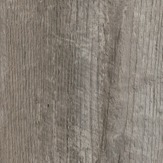 Spacia Woods - 0,55 mm | Coastal Pine | Kunststoff Platten | Amtico