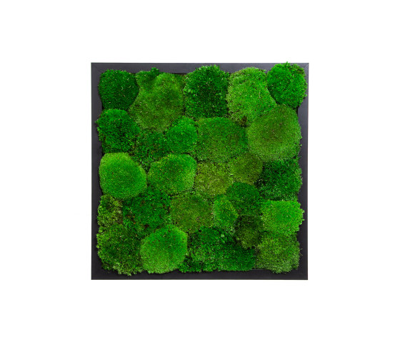 Rectangular Moss Picture | Moss Picture With Ball Moss 40X40 | Sound absorbing objects | Ekomoss