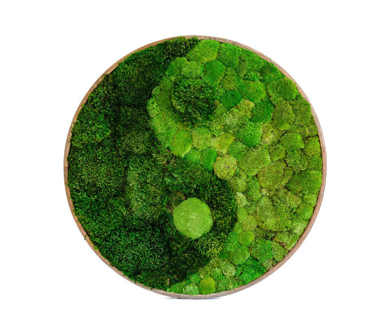 Moos Runde Ellipsoidbilder | Moosbild: Wald- Und Kugelmoos Kreis Yin Yang 80cm | Schalldämpfende Objekte | Ekomoss