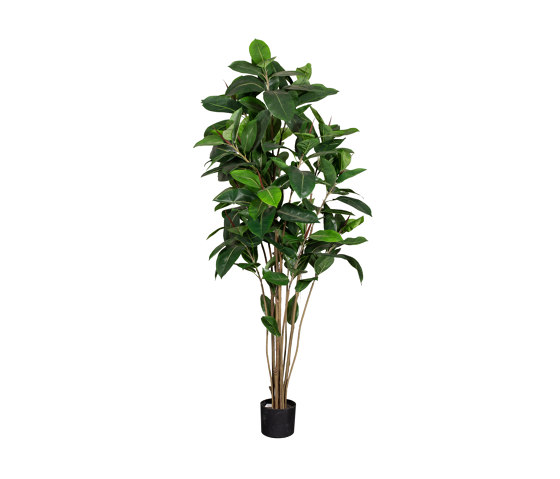 Artificial Plants | Ficus Robusta | Piante artificiali | Götessons