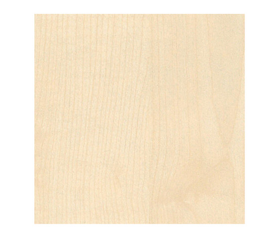 Light Maple | Planchas de madera | Pfleiderer