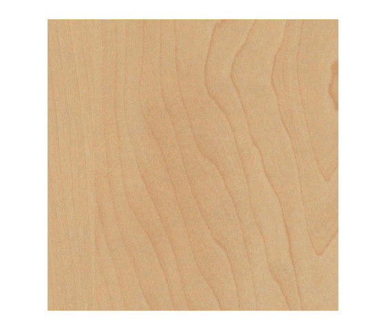 Bergahorn | Holz Platten | Pfleiderer