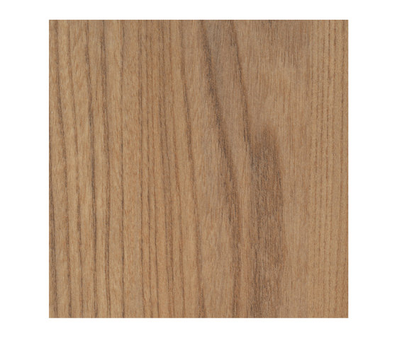 Olmo Salisbury naturale | Pannelli legno | Pfleiderer