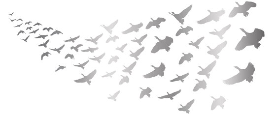 Glossy Pigeons | GP1.08 IS | Wandbeläge / Tapeten | YO2