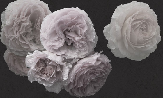 Nature | Rose | Baldosas de cerámica | Officinarkitettura