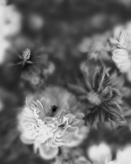 Tapete Blossom Black&White | Wandbeläge / Tapeten | Devon&Devon