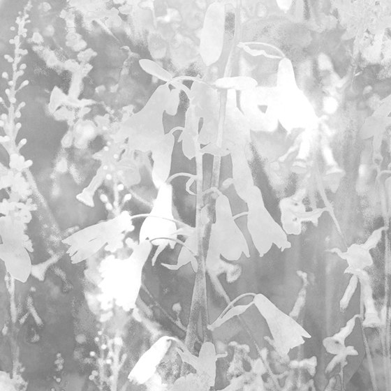 Abstract Meadow - Monochrome | Wandbilder / Kunst | Feathr