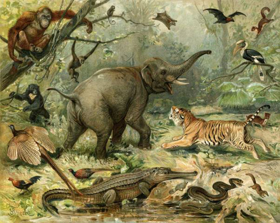 Animal Kingdom - Original | Peintures murales / art | Feathr