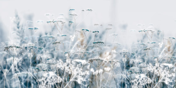 Blue Grass - Original | Wandbilder / Kunst | Feathr