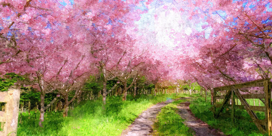 Cherry Blossom Lane - Original | Peintures murales / art | Feathr