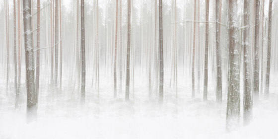 Winter Birch - Original | Wandbilder / Kunst | Feathr