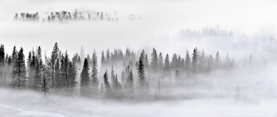 Winter Forest - Original | Wandbilder / Kunst | Feathr