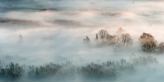 Woodland Mist - Original | Arte | Feathr