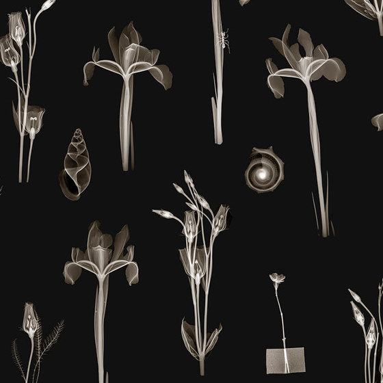 X-Ray Botanics 01 - Night | Revestimientos de paredes / papeles pintados | Feathr