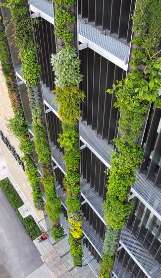 Outdoor Vertical Garden | Eden Hyillie | Fassadenbegrünung | Greenworks