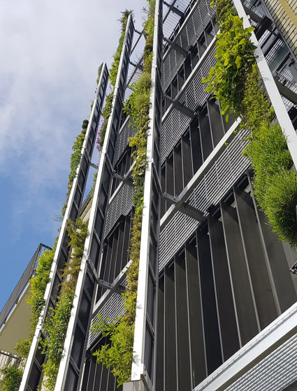 Outdoor Vertical Garden | Eden Hyillie | Fassadenbegrünung | Greenworks