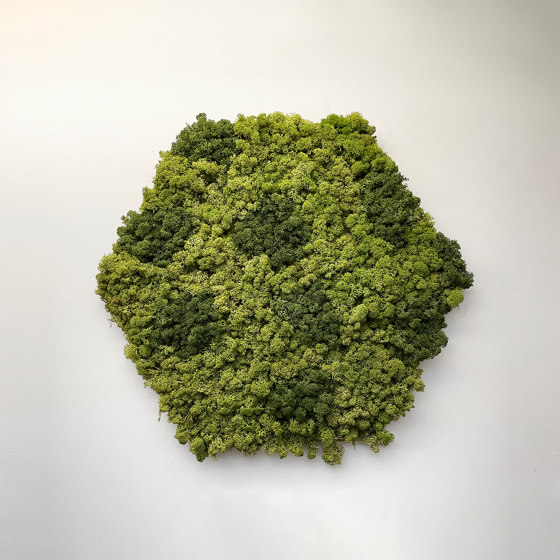 Indoor Moss | Moss wall | Murs végétaux | Greenworks