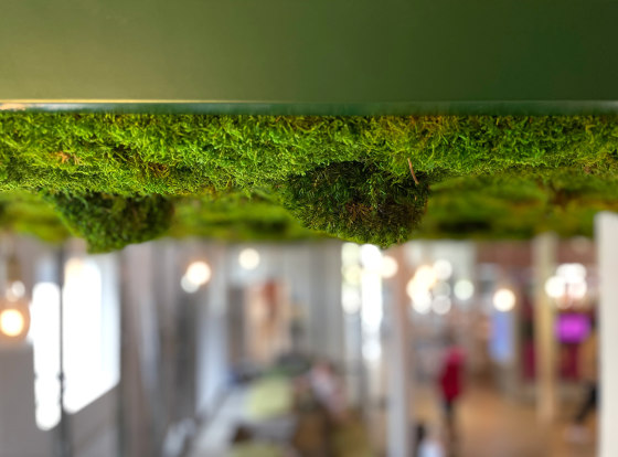 Indoor Moss | Moss ceiling | Living / Green walls | Greenworks
