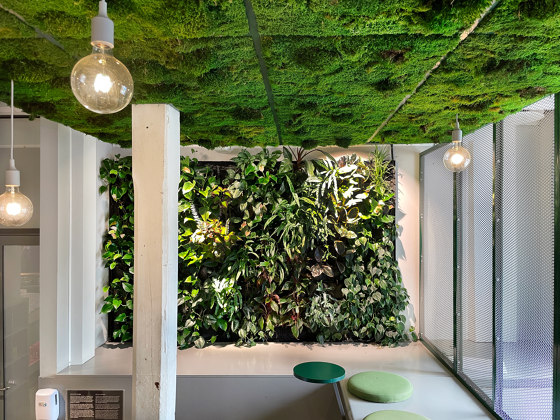 Indoor Moss | Moss ceiling | Living / Green walls | Greenworks