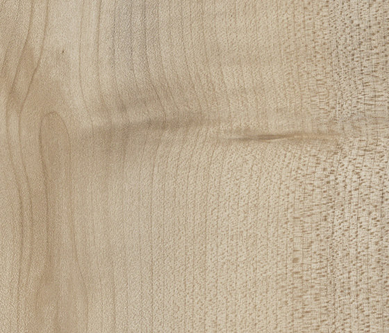 Oulanka Birch | Wood panels | Pfleiderer