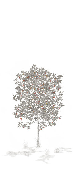 Arbustes Arbousier Gris | Revestimientos de paredes / papeles pintados | ISIDORE LEROY