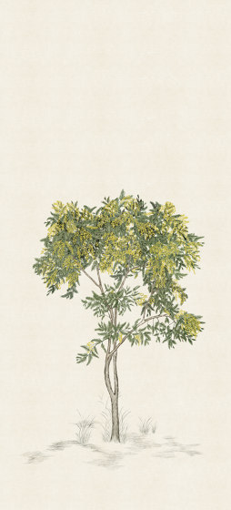 Arbustes Mimosa Naturel | Revêtements muraux / papiers peint | ISIDORE LEROY