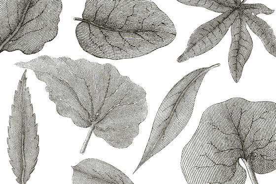 Giant Leaves VE062-1 | Revêtements muraux / papiers peint | RIMURA