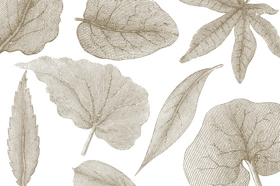 Giant Leaves VE062-2 | Revêtements muraux / papiers peint | RIMURA