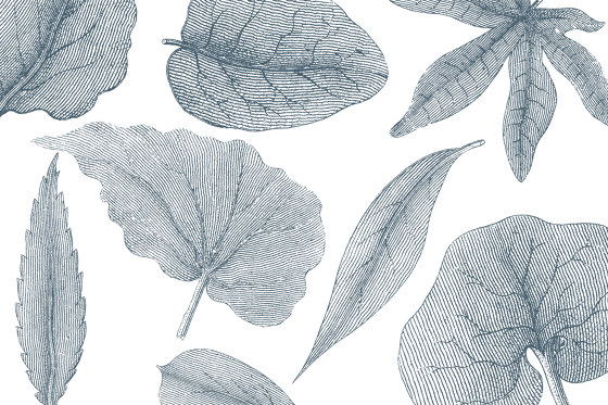 Giant Leaves VE062-3 | Wall coverings / wallpapers | RIMURA