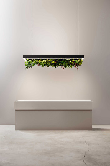 Meeting Silence Leaf | Suspended lights | OLEV